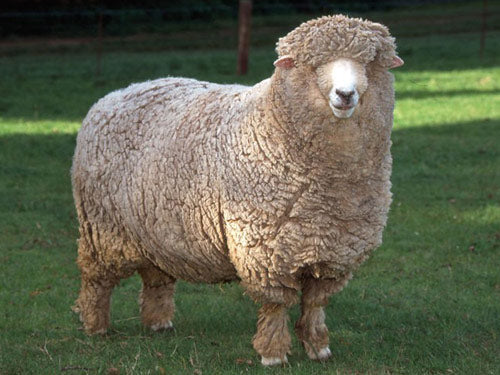 Meet the Sheep of Premium Eco Wool